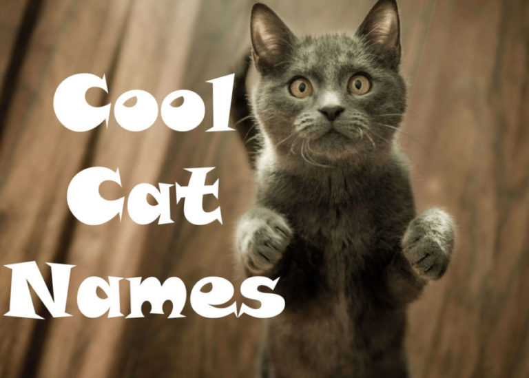 Cool Cat Names : 100 + Cool Names for your Cat