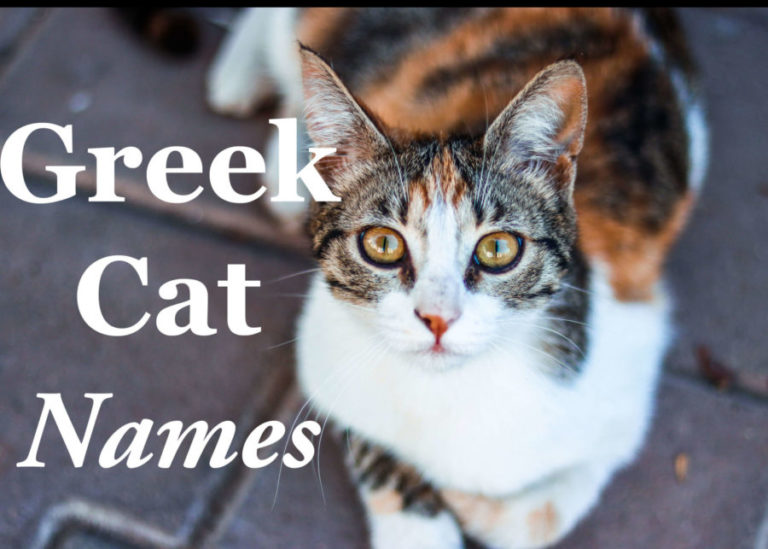 Greek Cat Names : 50 + Mythological Names