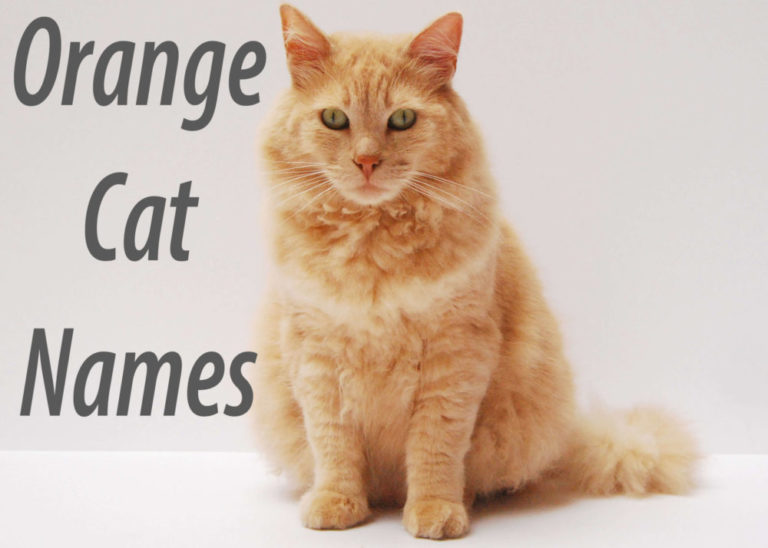 Orange Cat Names : 100 + Ginger Names