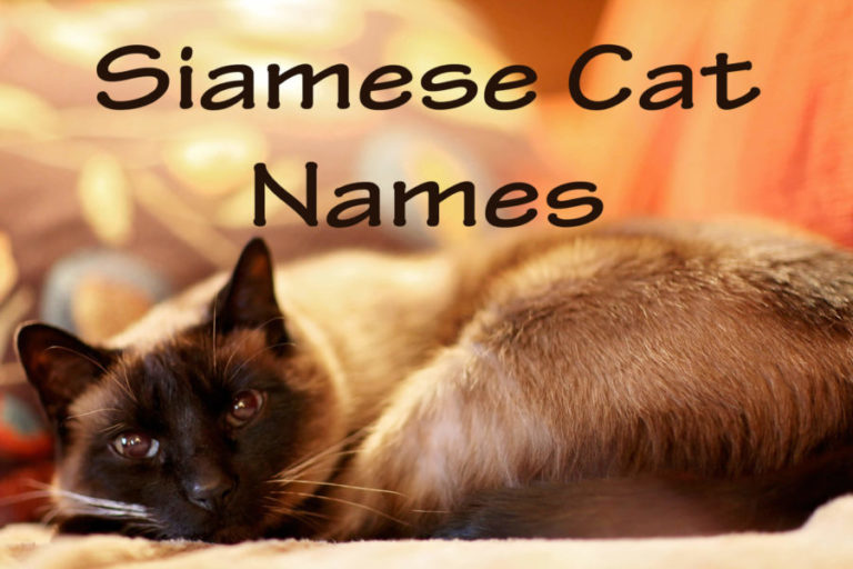 Siamese Cat Names : 100 + Exquisite Names