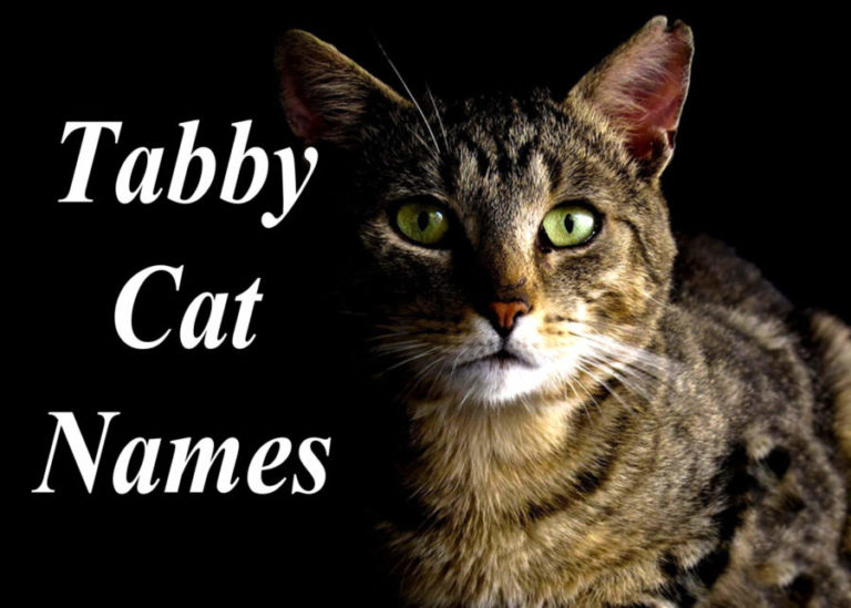 Tabby Cat Names : 100 +Perfect Names