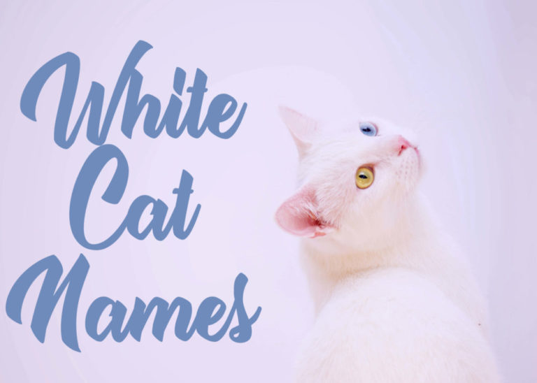 200 + White Cat Names