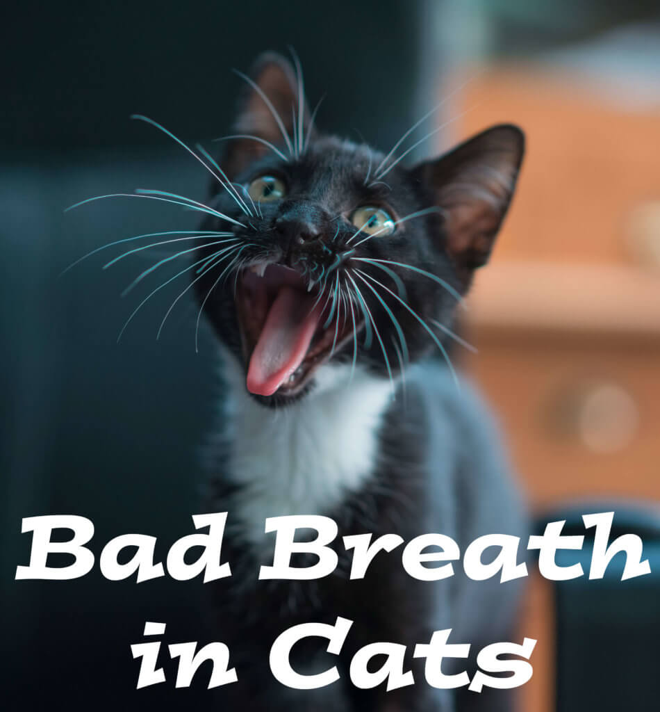 Bad Breath in Cats : Causes, Treatment and Prevention