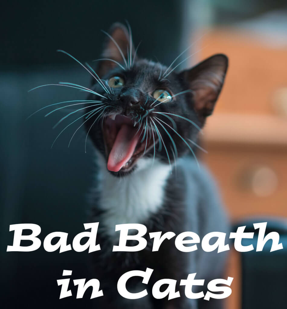 Treatment for hotsell cat bad breath