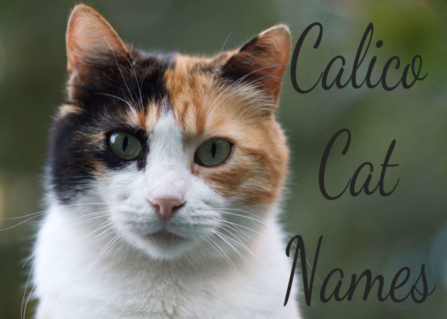 Calico Cat Names - 100 + Cool Names