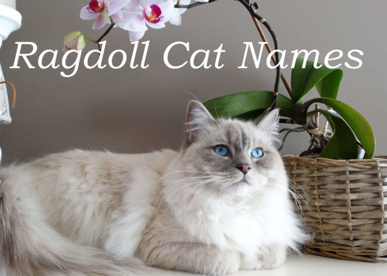 Ragdoll Cat Names : 100 + Perfect Names