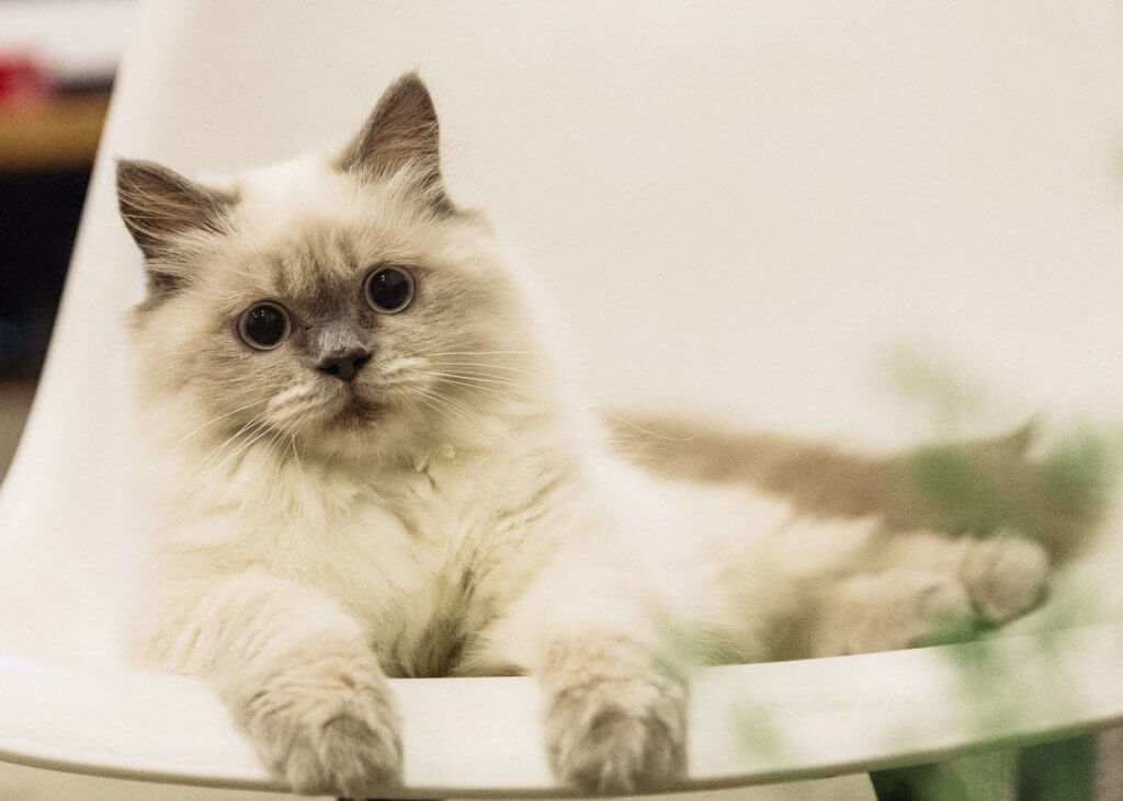 Birman : Cat Breeds