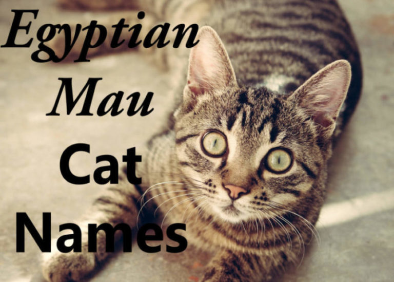 Egyptian Mau Cat Names