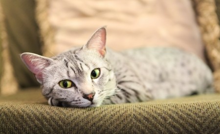 500 Most Popular Names For Male Cats (A-Z) - Cat Mania