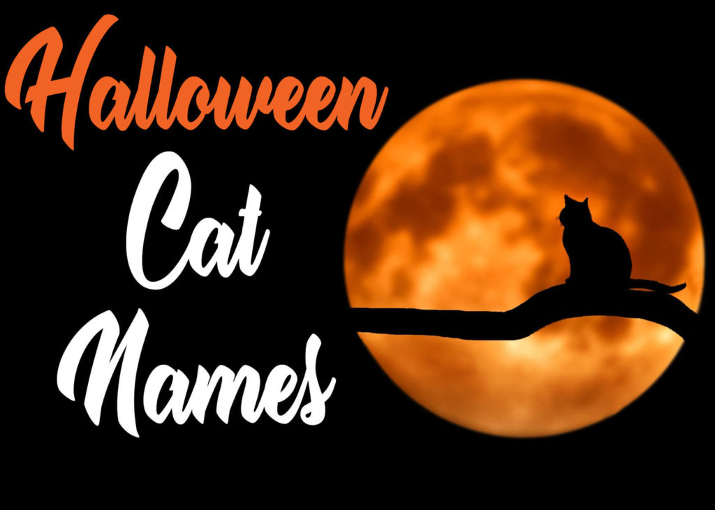 Halloween Cat Names : 50 + Names for Your Scaredy Cat