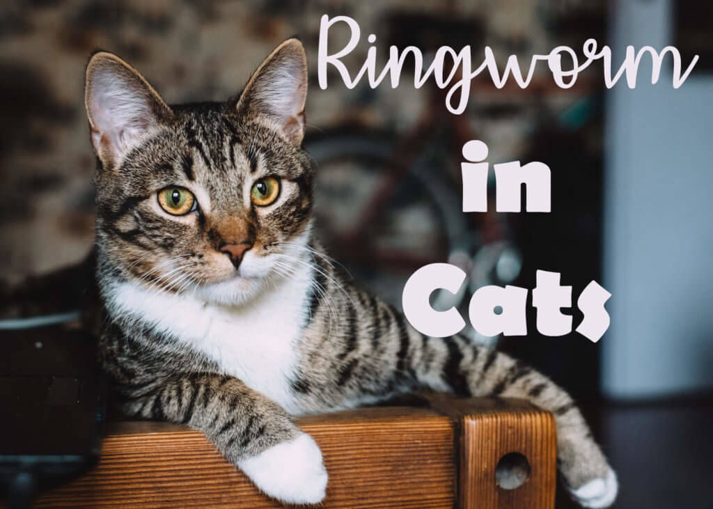Ringworm in Cats : Symptoms, Treatment and Prevention