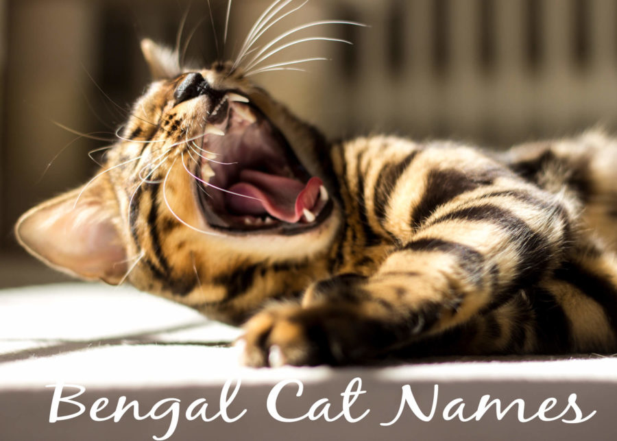 Bengal Cat Names - 100 + Exotic Names