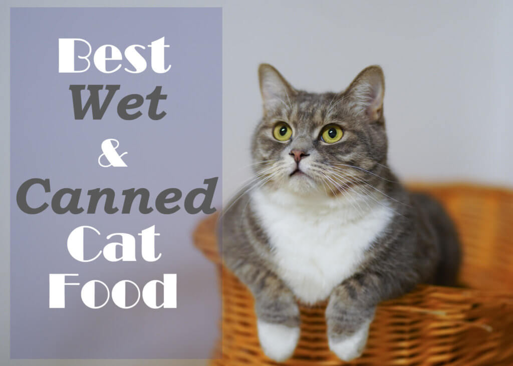 Best Wet Soft and Canned Cat Food