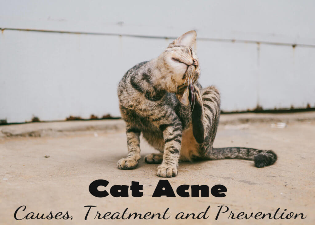 cat acne treatment