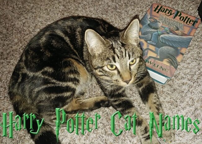 Harry Potter Cat Names