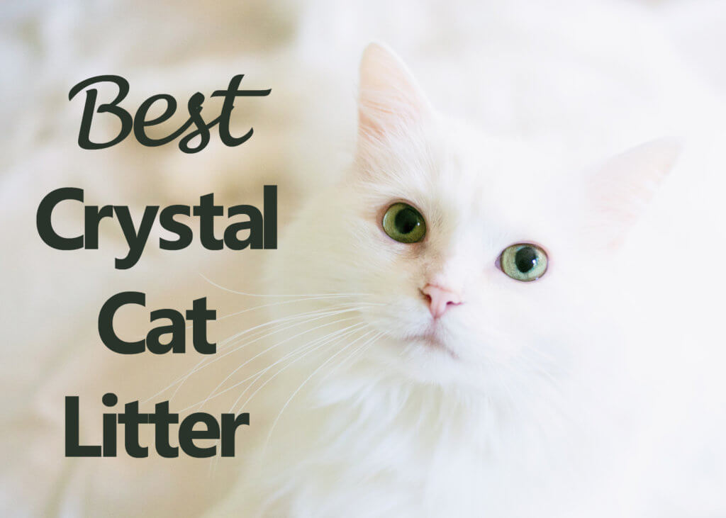 Best Crystal Cat Litter