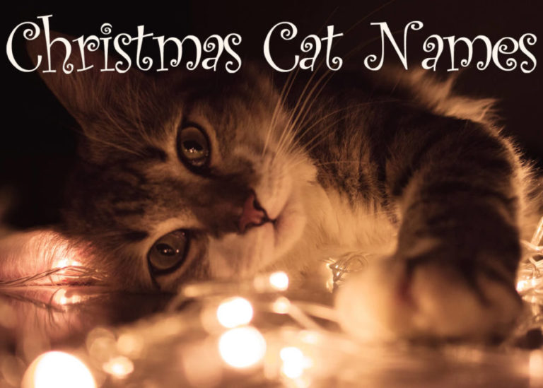 Christmas Cat Names - 60 + Merry Names