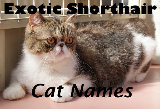 Exotic Shorthair Cat Names