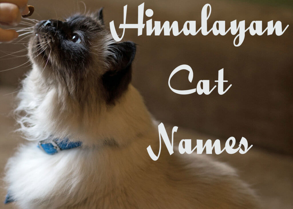 Himalayan Cat Names