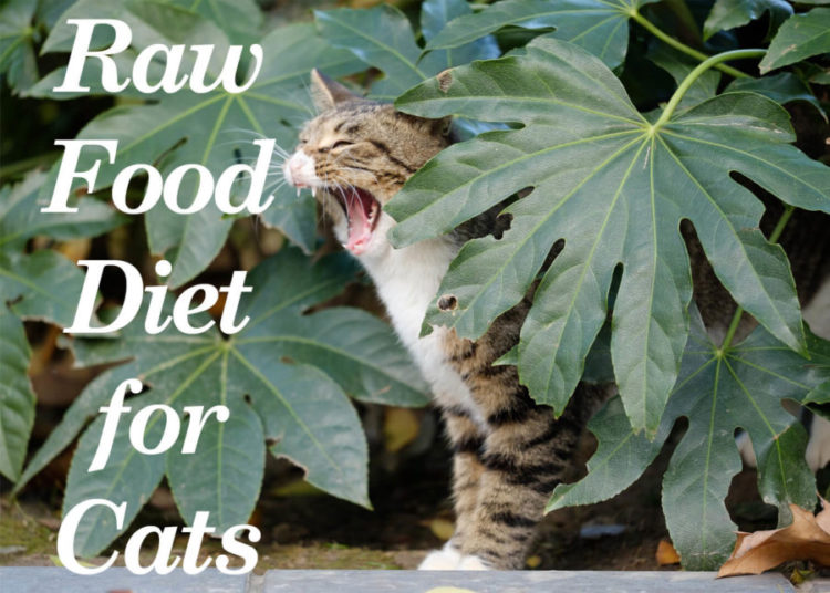 Raw Food Diet for Cats