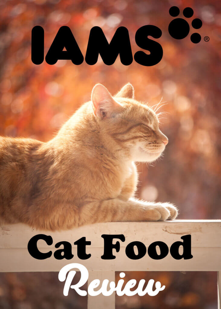 Iams Senior Cat Food Recall Cat Meme Stock Pictures and Photos