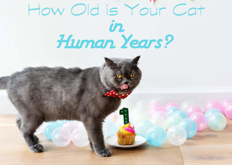 How Old is Your Cat in Human Years?