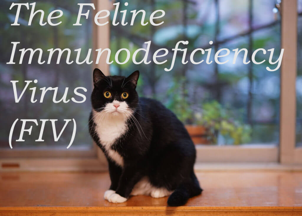 feline hiv transmission