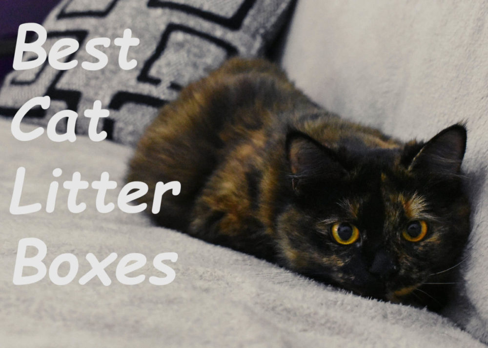 Best Cat Litter Boxes