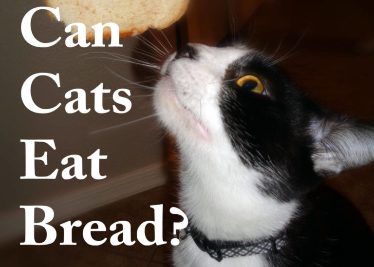 Can Cats Eat Bread?