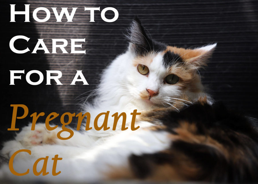 How to Care for a Pregnant Cat