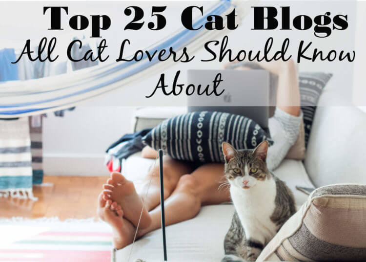 crazy cat lady online dating blog