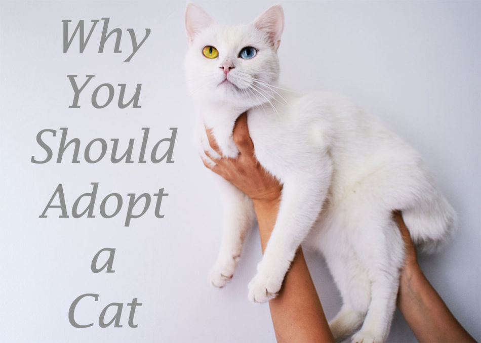Why You Should Adopt a Cat
