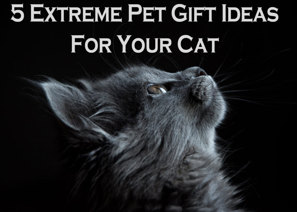 5 Extreme Pet Gift Ideas For Your Cat