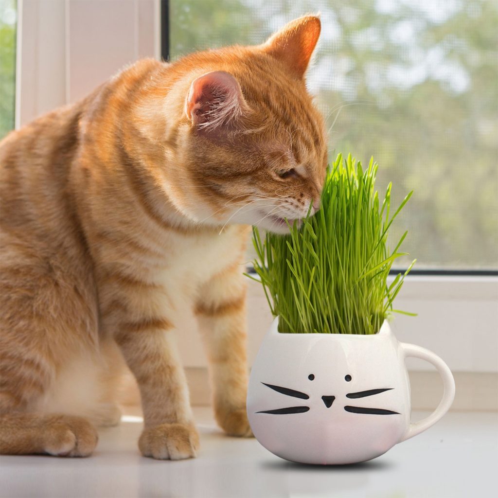 5 Extreme Pet Gift Ideas For Your Cat 5 Extreme Pet Gift Ideas For Your Cat