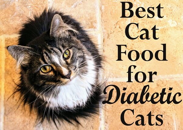 purina cat food for diabetic cats