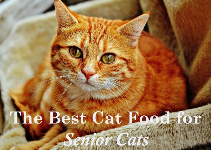 best senior cat food