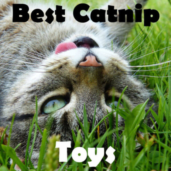 best catnip toys