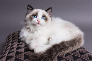 105 Popular Names For Ragdoll Cats - Cat Mania