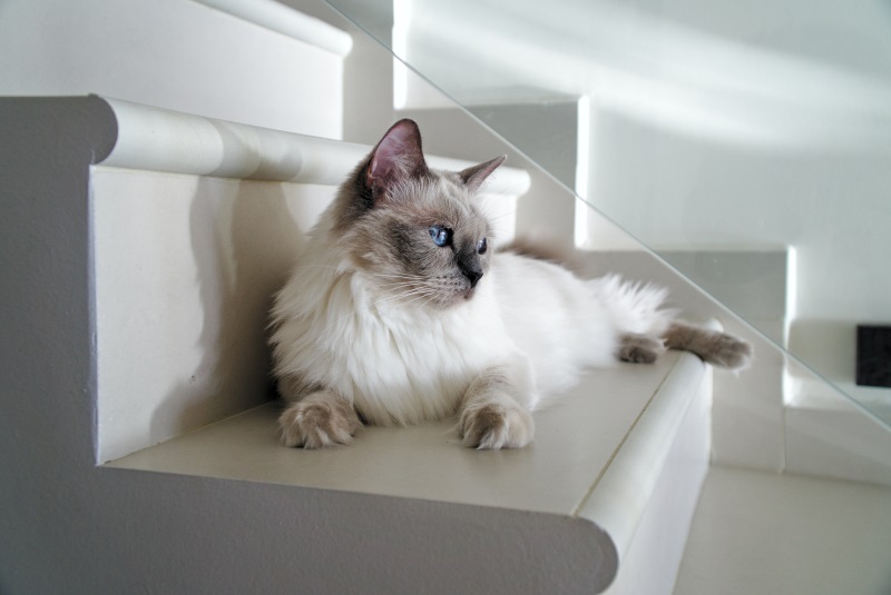 Male (Boy) Ragdoll Cat Names