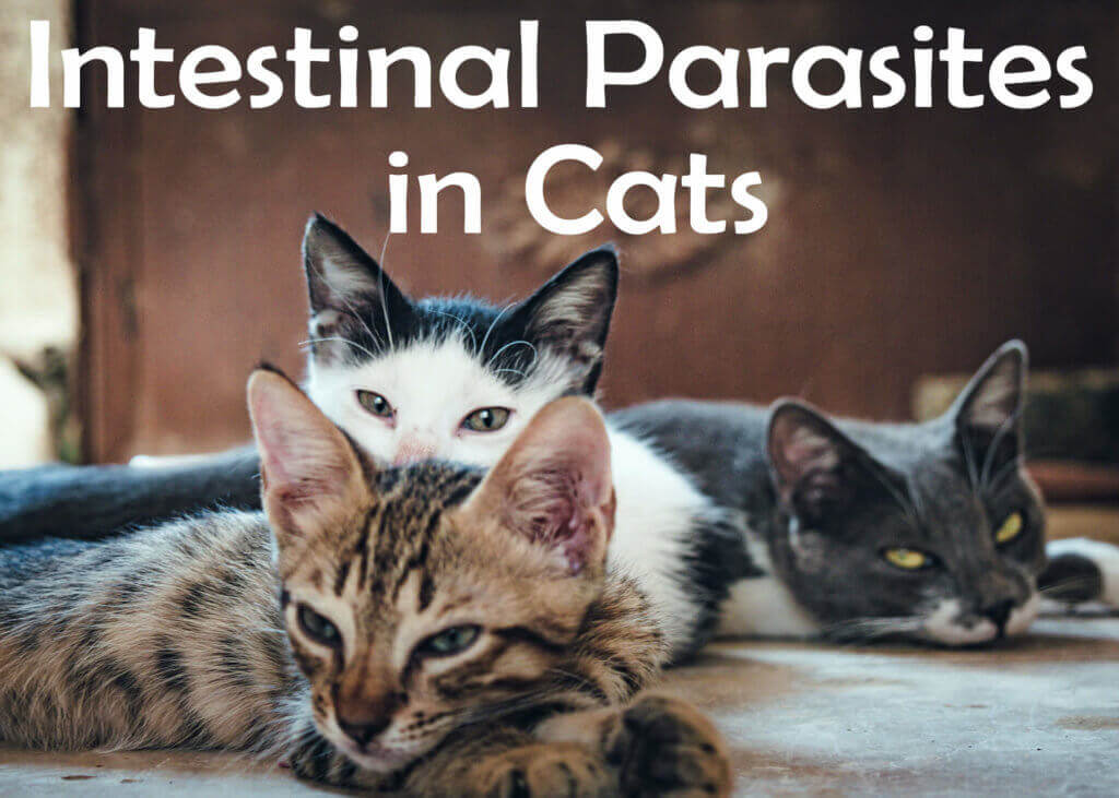 Intestinal Parasites in Cats : Symptoms, Treatment and Prevention