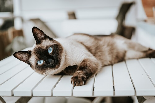 Siamese cat