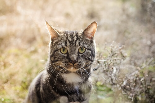 The 100 Best Male And Female Tabby Cat Names Cat Mania
