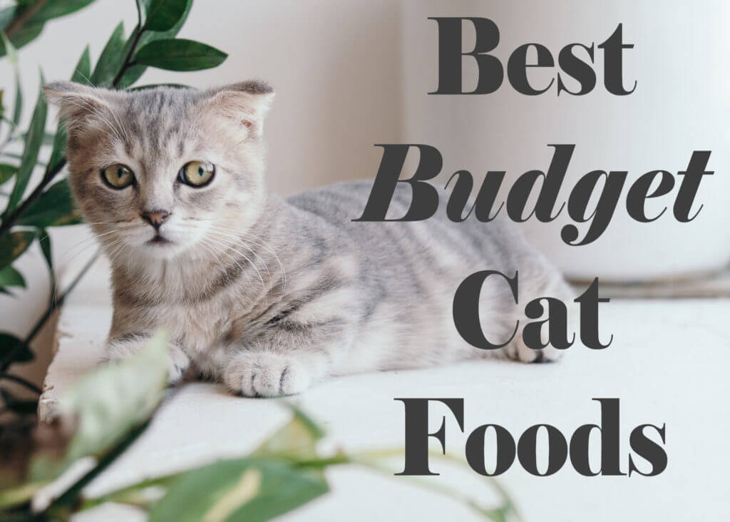 Best budget cat outlet food