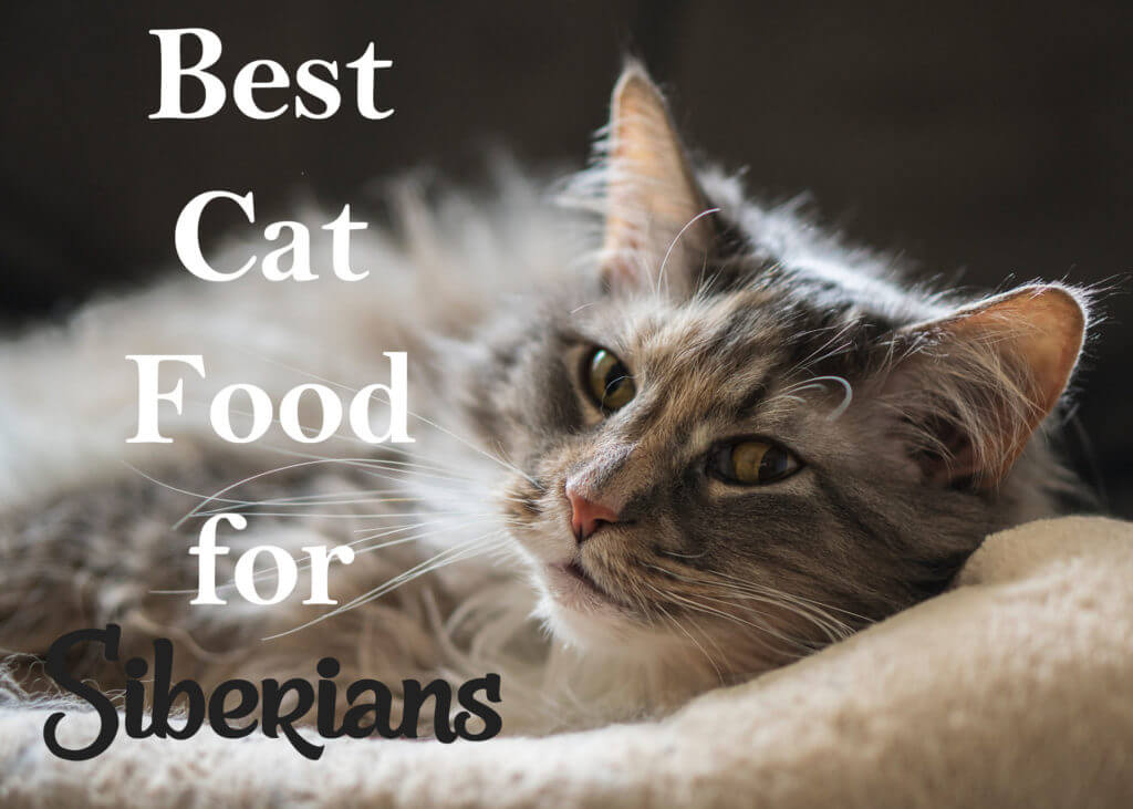 6 Perfect Cat Meals For Siberian Cats 2023