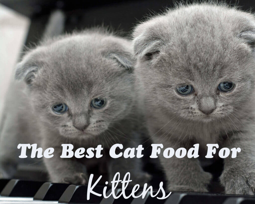 The 8 Best Cat Foods For Kittens 2023 Cat Mania