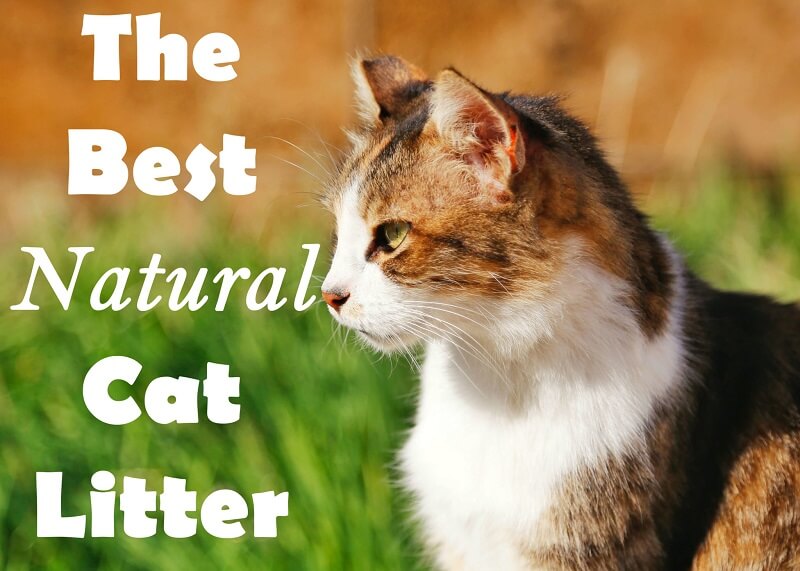 The 6 Best Natural Cat Litters In 2024 Cat Mania