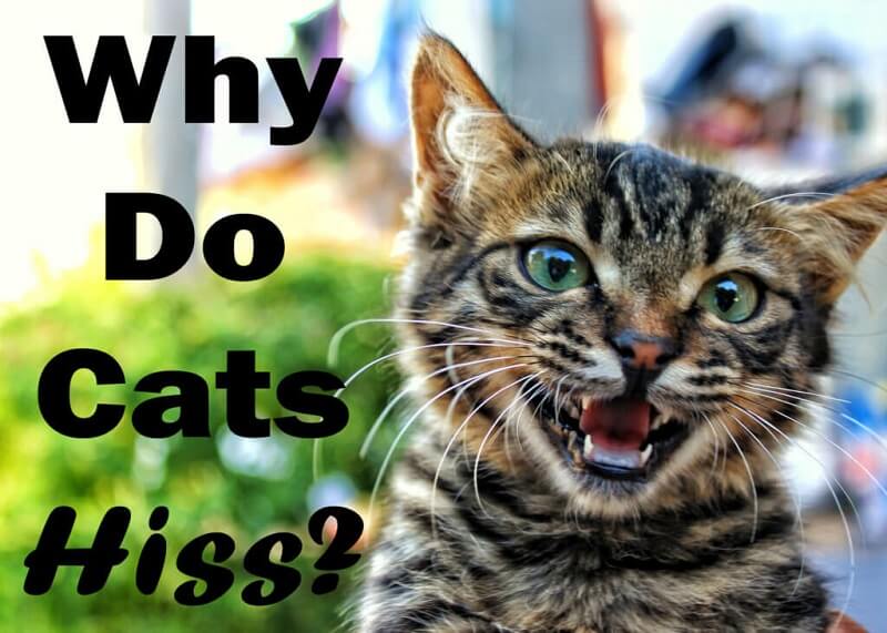 Why Do Cats Hiss?