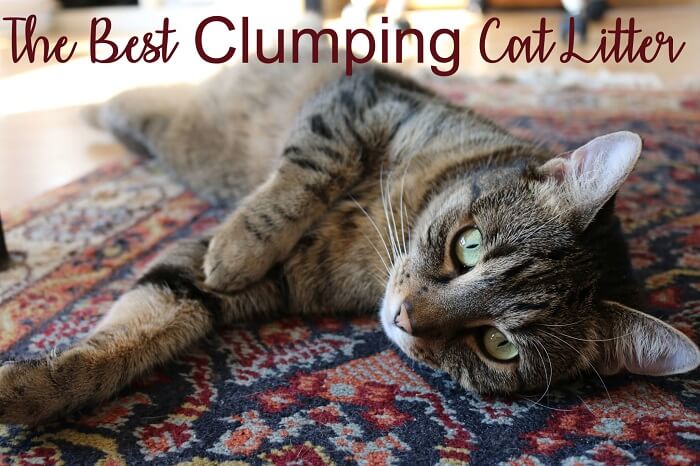 The Best Clumping Cat Litter