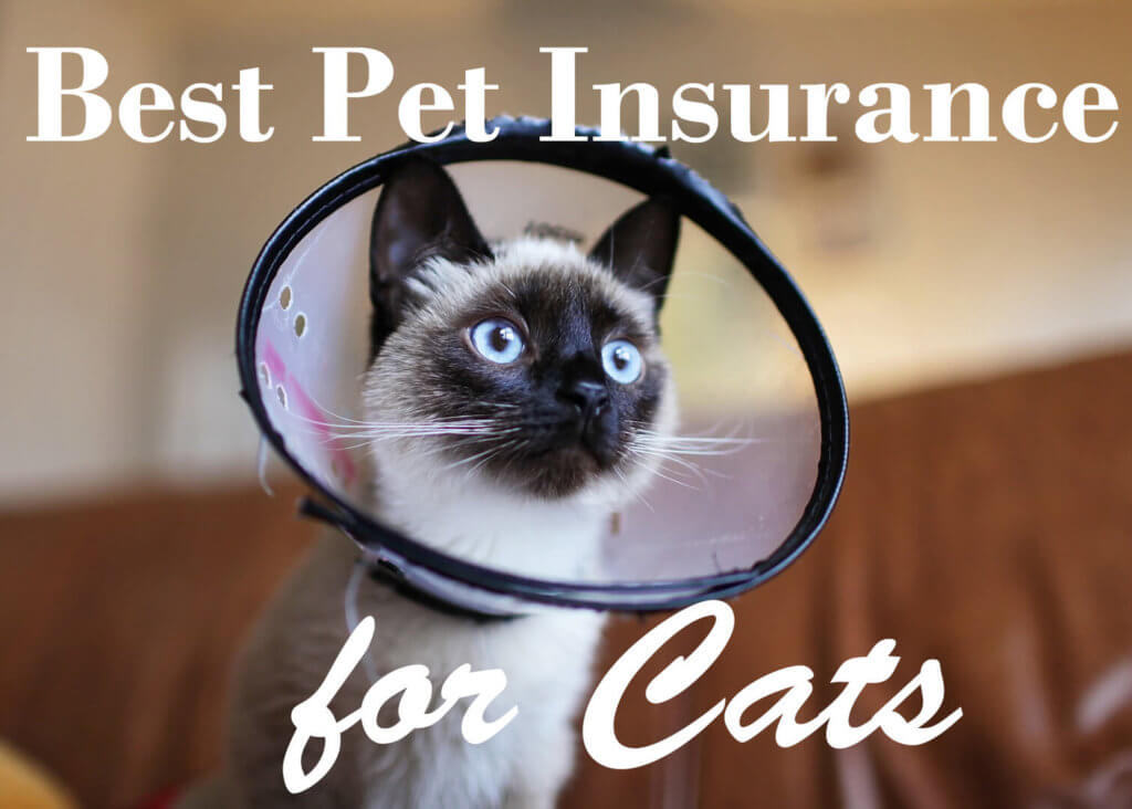 Best Pet Insurance Companies for Cats In 2022 - Cat Mania