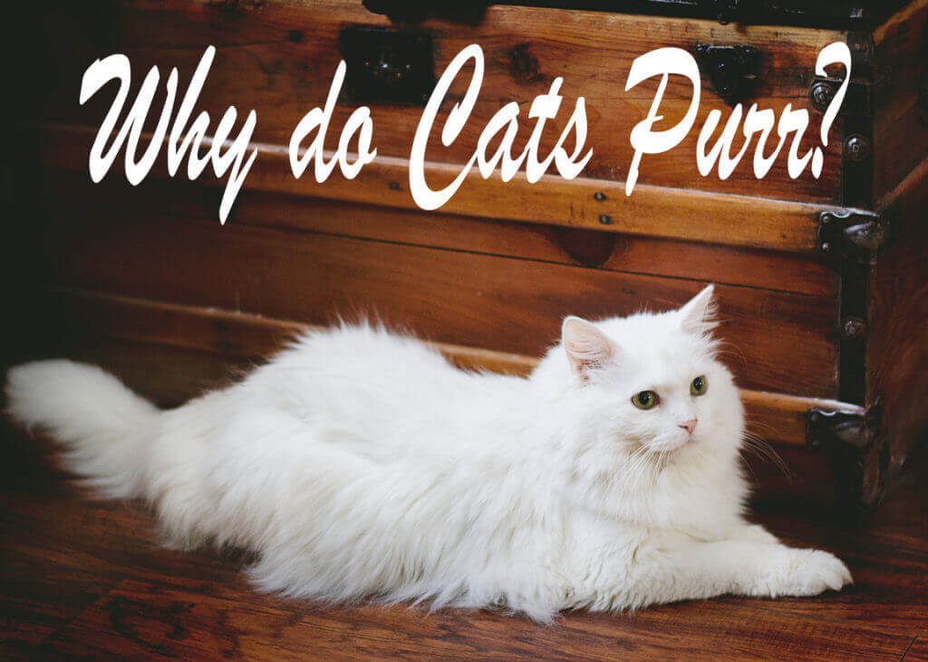 How Do Cats Purr And Why Cat Mania